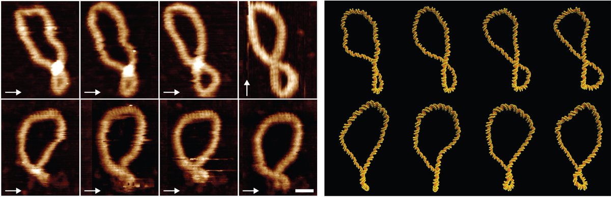 Not only do we see that the structures look the same, but we also see that the dynamics of how supercoiled DNA 'dances' are very similar