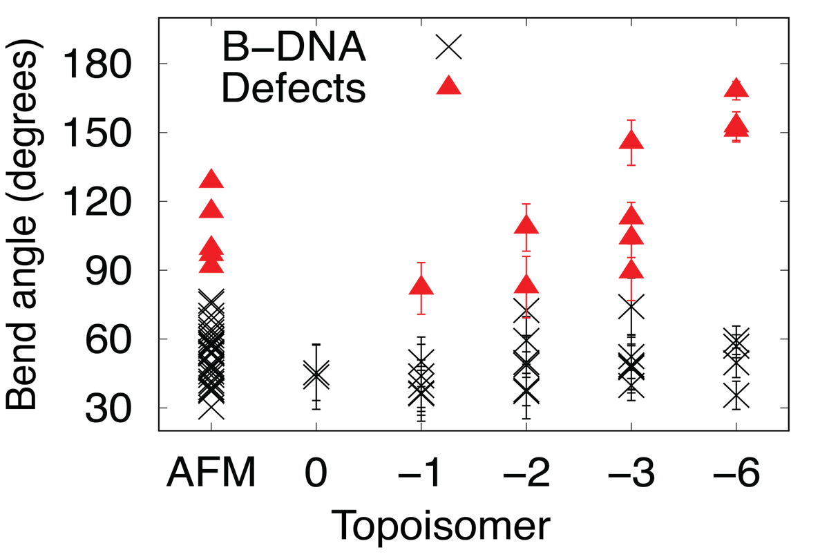We can correlate these back to the AFM images, using our 'helical' resolution to determine the maximum bending angle for DNA before it denatures