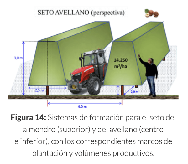 Agromillora_'s tweet photo. 🌳Producción del #Avellano
🚜Para optimizar el potencial productivo de una plantación, la separación entre líneas depende principalmente de la altura de los árboles, a mayor altura mayor separación.
📲 Más información en nuestro #BlogOlint:
https://t.co/oyMSncBk4L https://t.co/HoRPLoW9zr