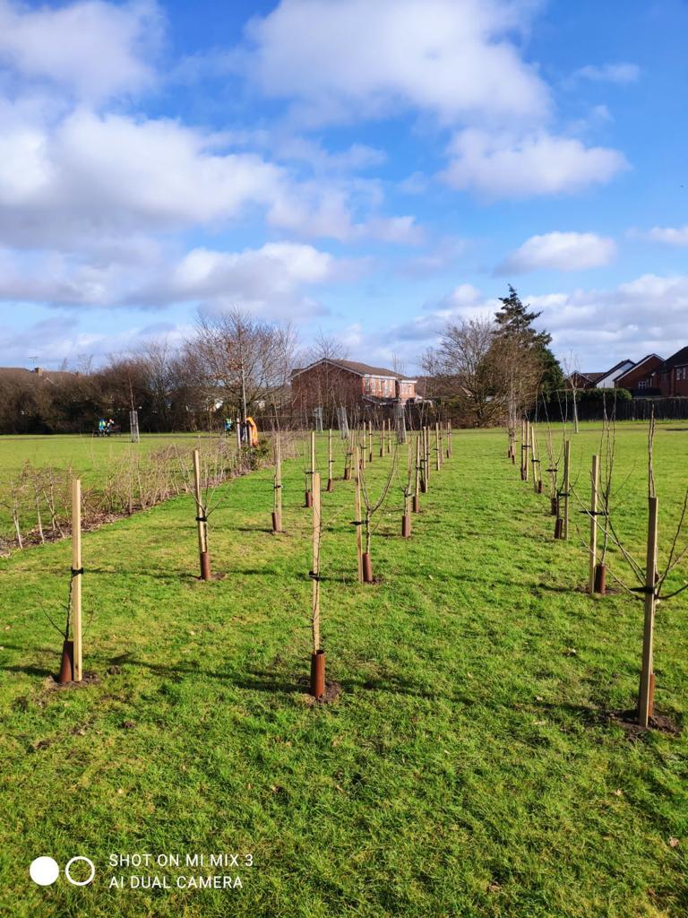 Orchard planting 💚🌲🌱🌳 

How nice would it be to pick your own apples 🍏🍎 to stew for ontop of your pancake 😁 #PancakeDay

#tuesdaymotivations #PlantingOurFuture #communityorchard 
#LoveSolihull