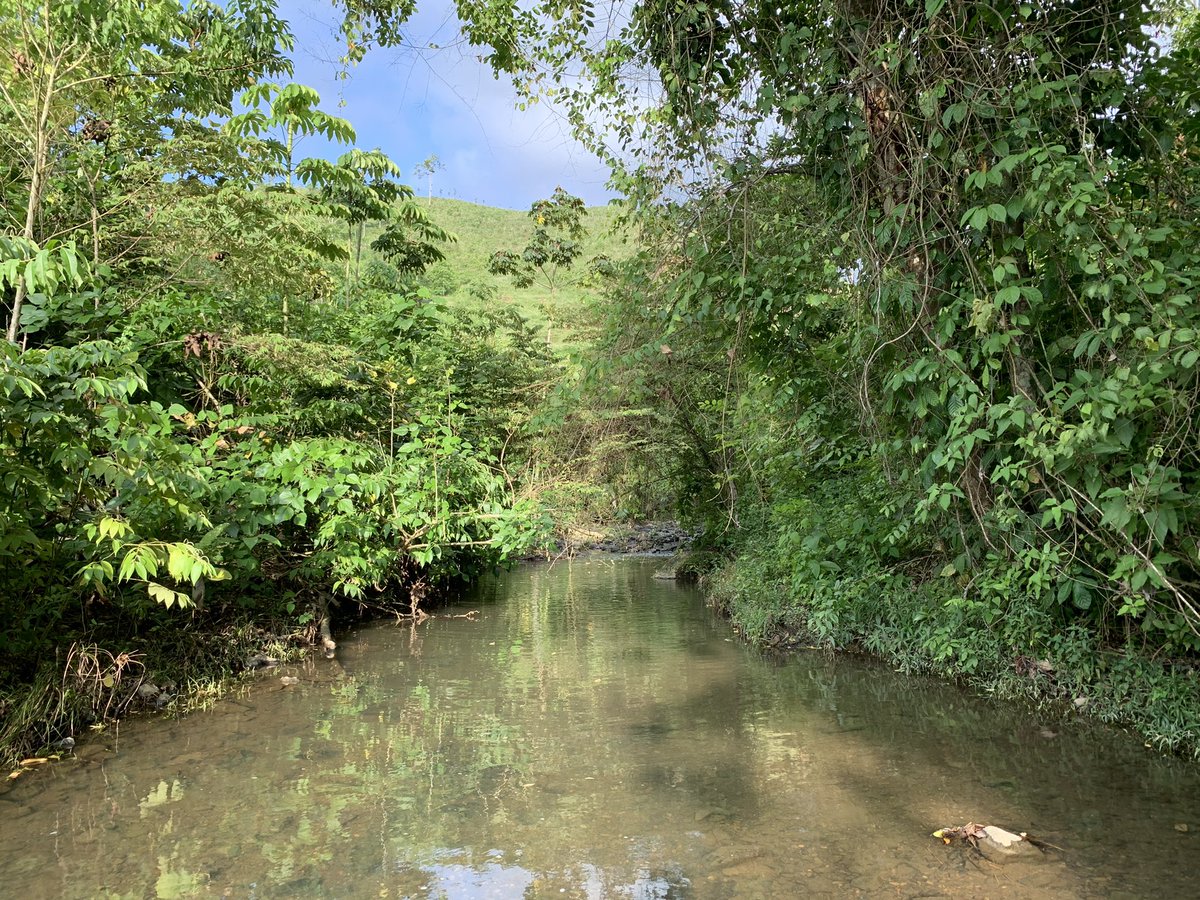 InstitutoBiosf1's tweet photo. Sampling sites for #DRYvER_2020 to understand non perennial streams in #DryingRiverNetworks #TemporaryRivers #Chocó #Ecuador https://t.co/3QBQLBmuvh