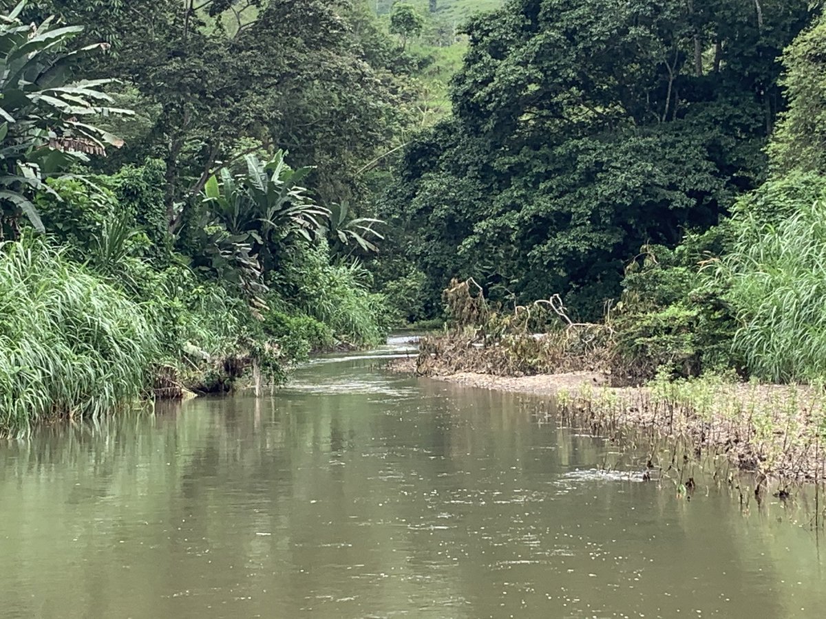 InstitutoBiosf1's tweet photo. Sampling sites for #DRYvER_2020 to understand non perennial streams in #DryingRiverNetworks #TemporaryRivers #Chocó #Ecuador https://t.co/3QBQLBmuvh