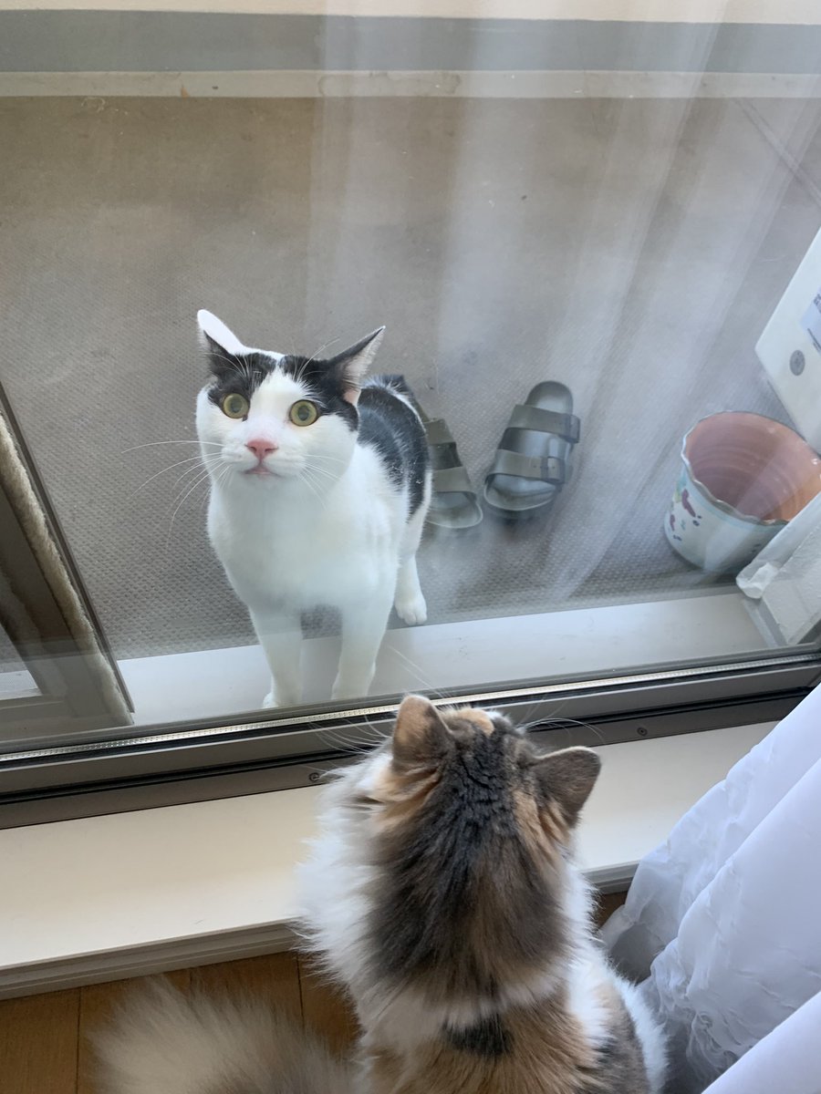 ねこまたぎ 勝手に飼い主の目を盗んでベランダに出たのに 入れてー と叫ぶ猫と 傍観する猫