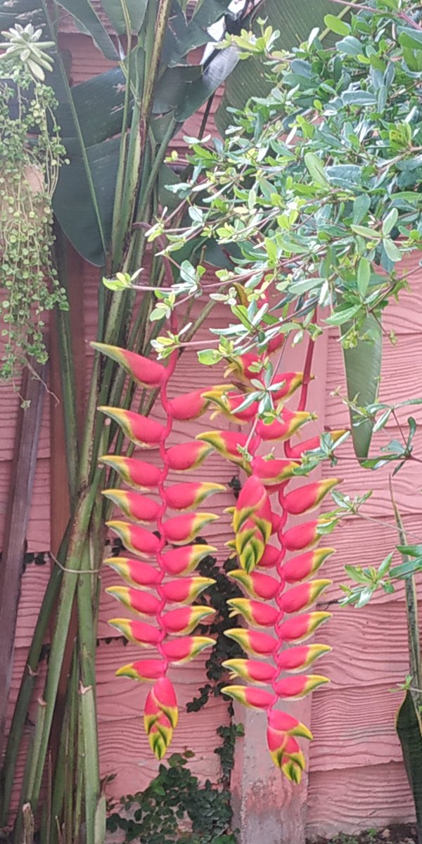 MACO_HEMA's tweet photo. @abramartti Esta la tengo en mi jardín pero no sé su nombre...todo indica que es familia de esa🤔 https://t.co/9pBrIeYhw7