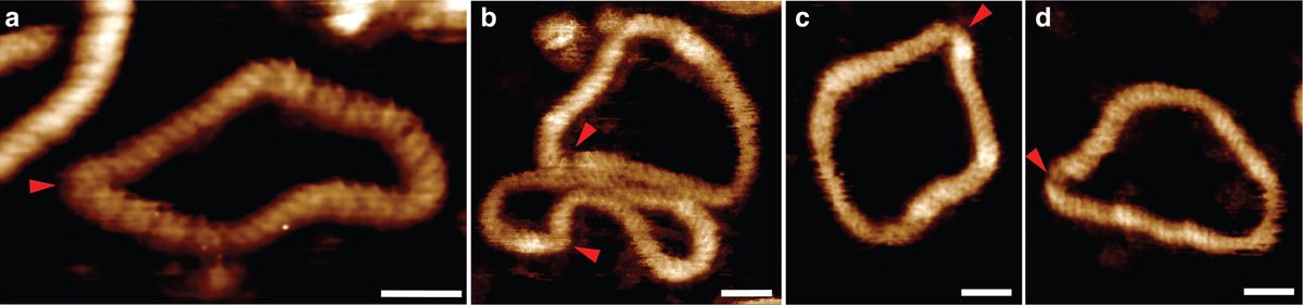 Thanks to everyone  @BrukerNano for all their support, especially  #AndreaSlade  #ThomasMueller  #BedePittenger  #ChanminSu  #ShuiqingHu &  #DeanDawson over in SBA who helped get these incredible measurements