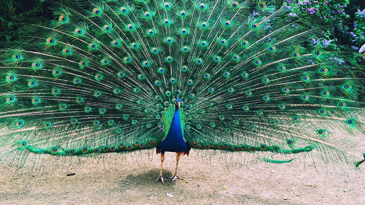 Think of a peacock. Nice feathers, right?