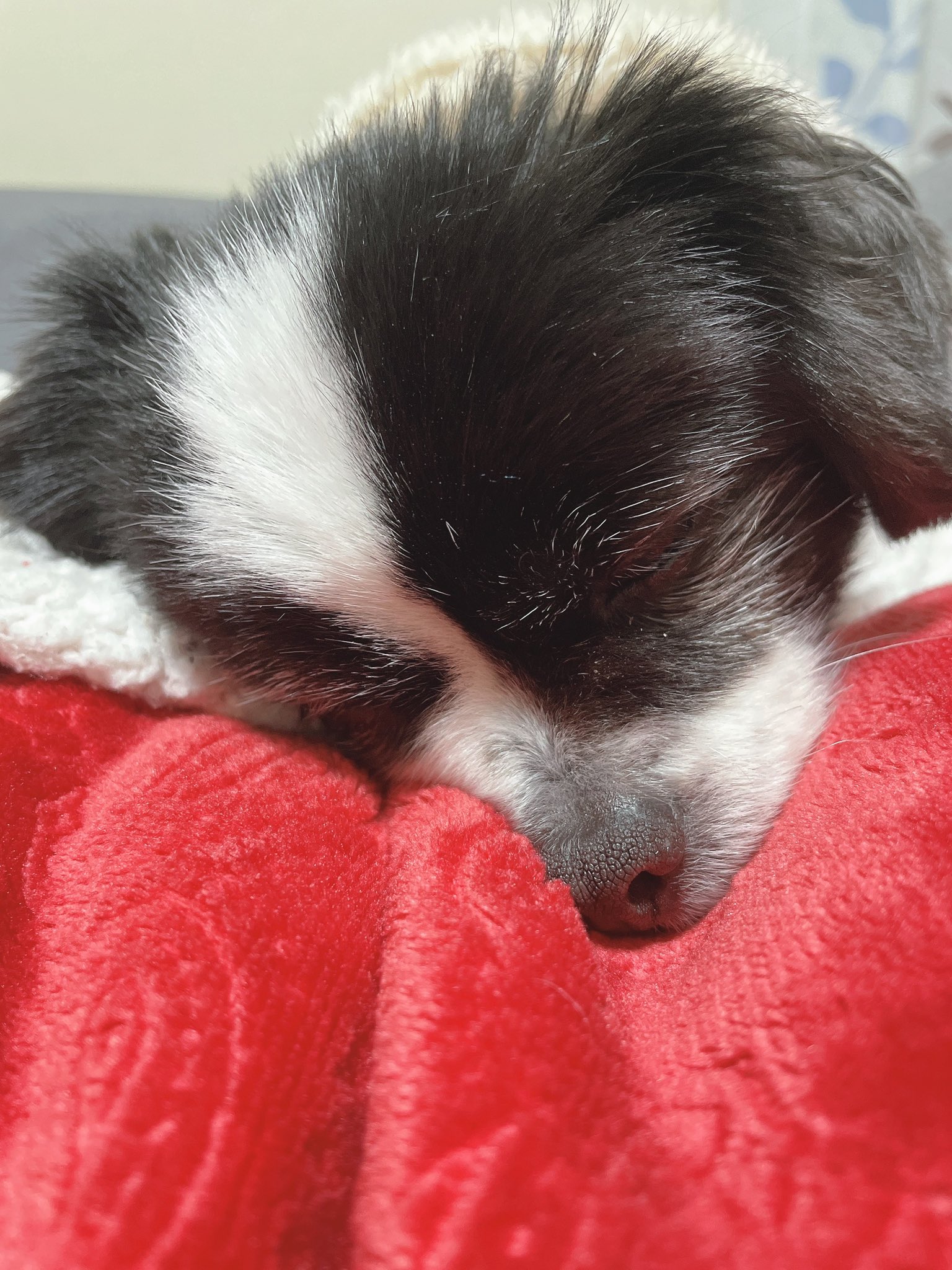 Azuki Al Twitter 今日も可愛い 愛犬 犬 ポン ペキチワ 可愛くて仕方ない T Co Hqu62mxnjd Twitter Azuki Al Twitter 今日も可愛い 愛犬 犬 ポン ペキチワ 可愛くて仕方ない T Co Hqu62mxnjd Twitter