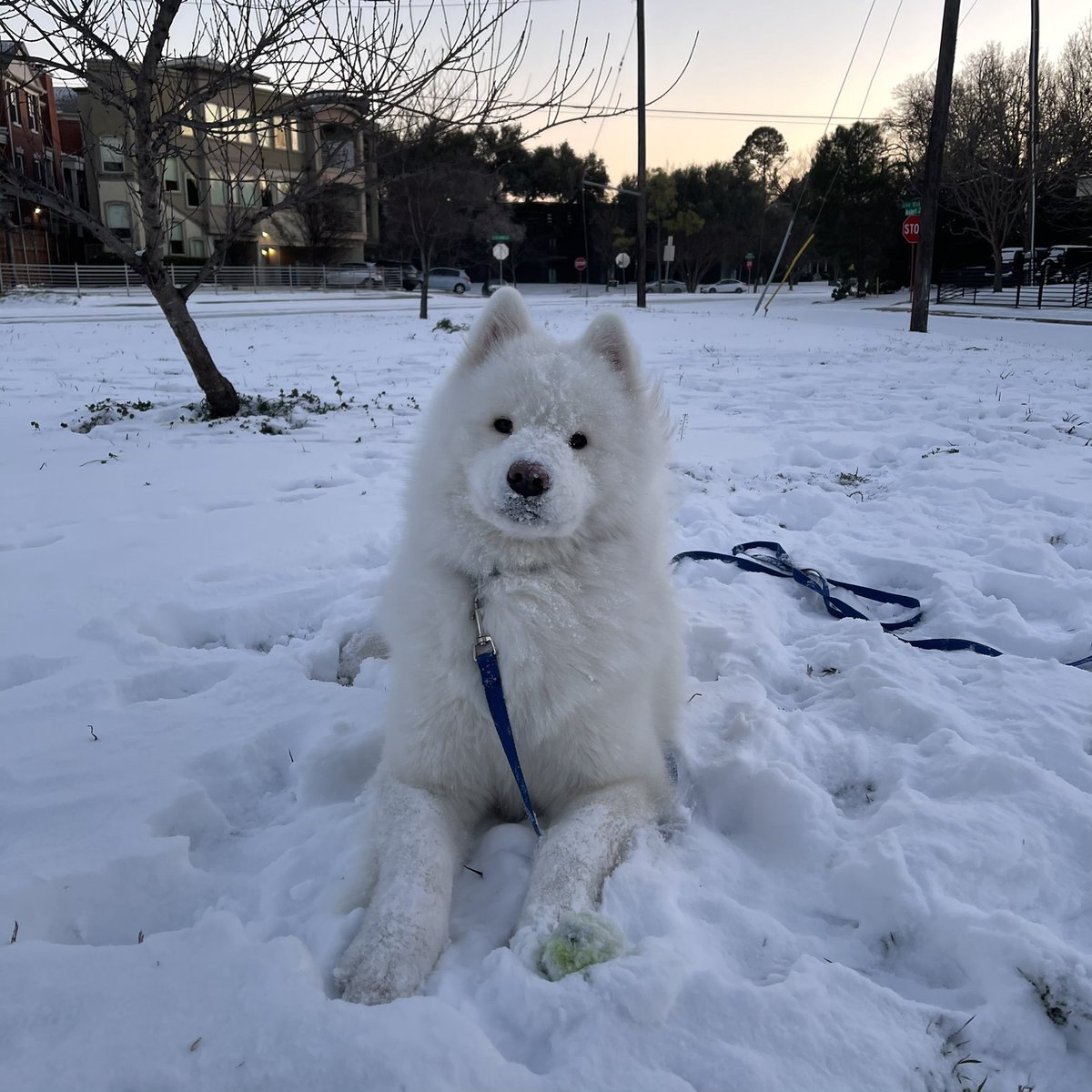 LeonVanSam's tweet image. He wasn’t sure where it came from,
Nor when, or how, or why—
But stepping just one paw in some,
A spark befell his eye.
He found his heart among this stuff
He’d not seen to this date—
He’d never know just what it was,
But boy did it taste great.