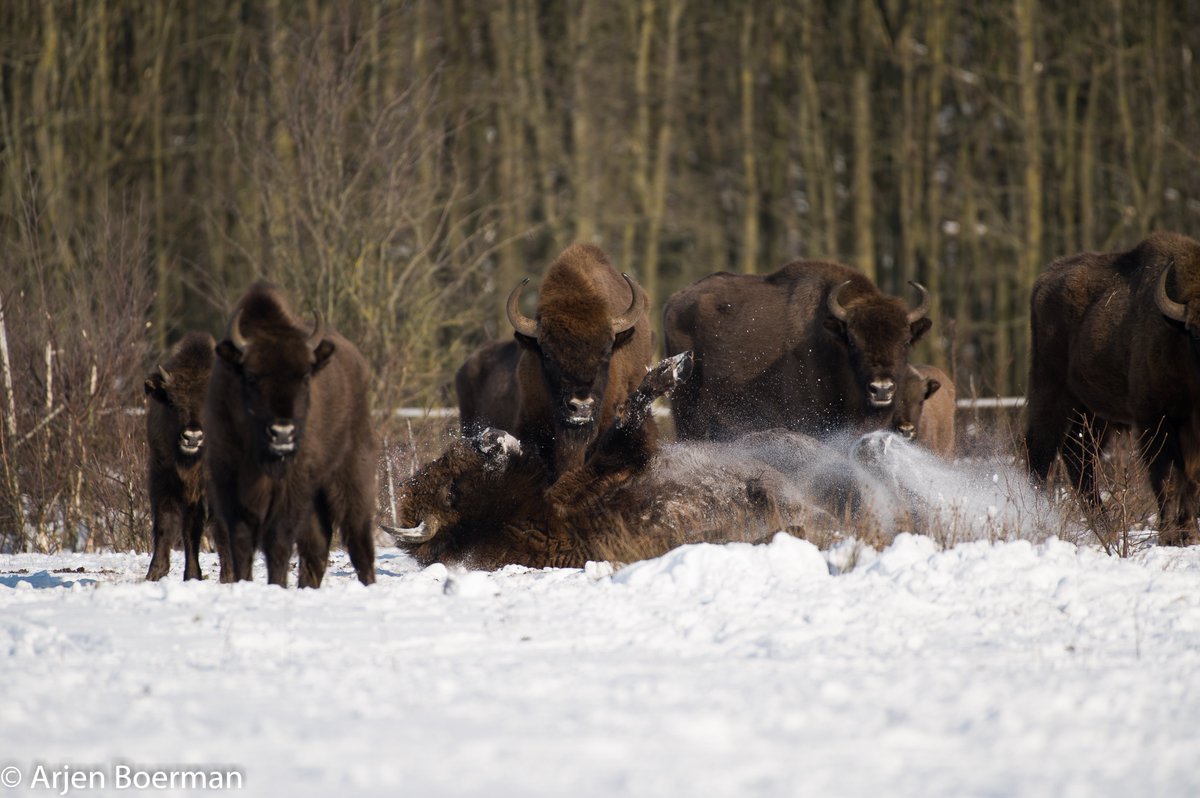 Arjen Boerman tweet media