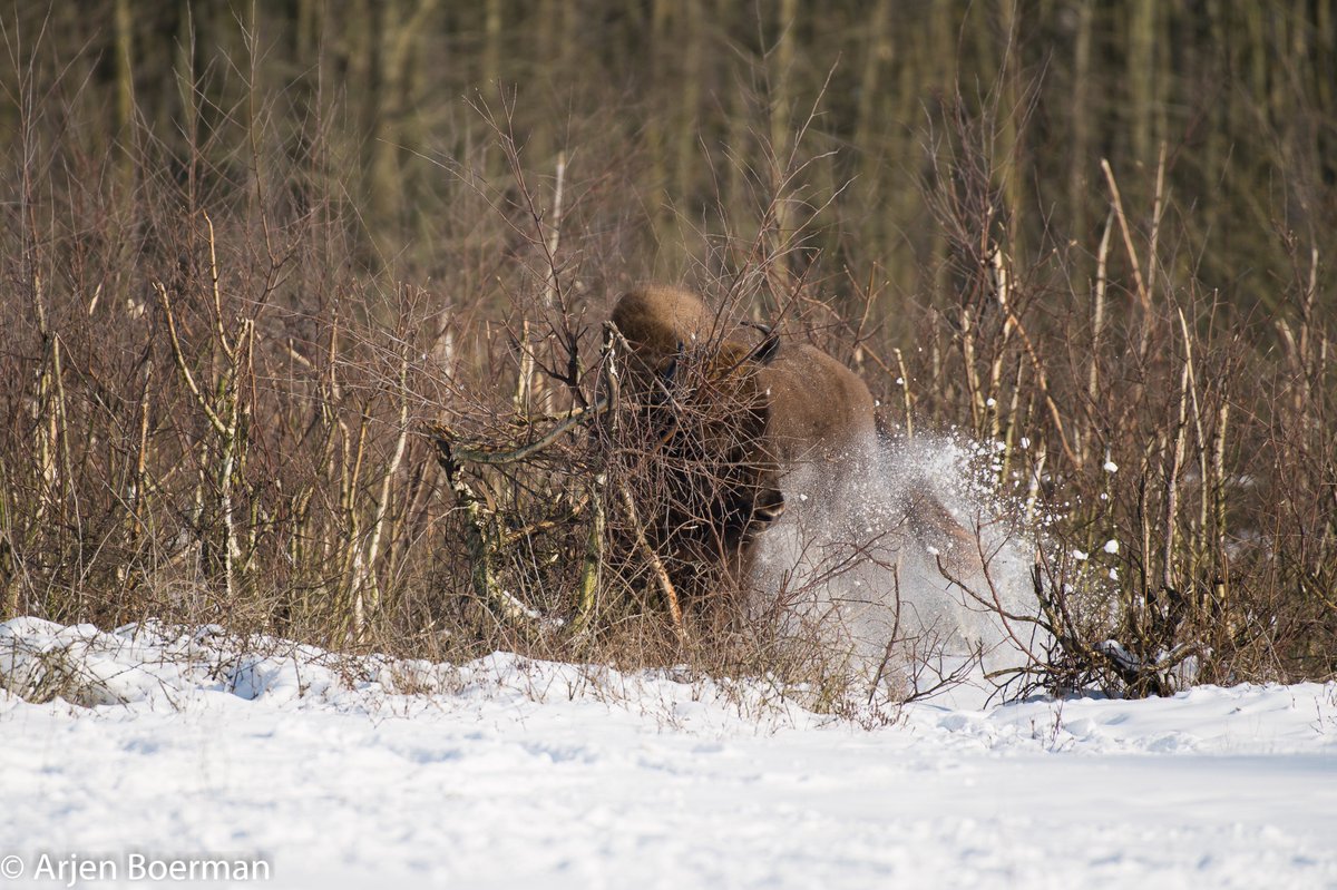 Arjen Boerman tweet media