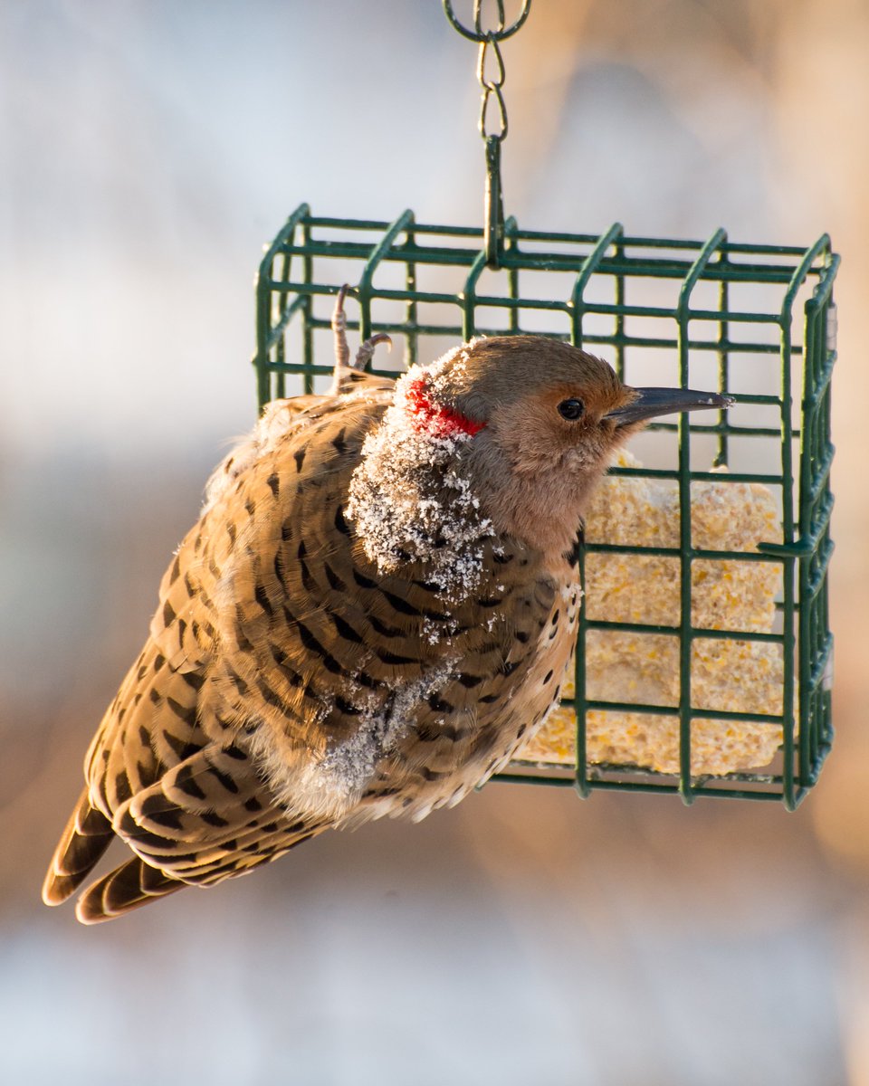 bewickaj's tweet image. A frosty morning at the feeders in #STL. #STLWeather