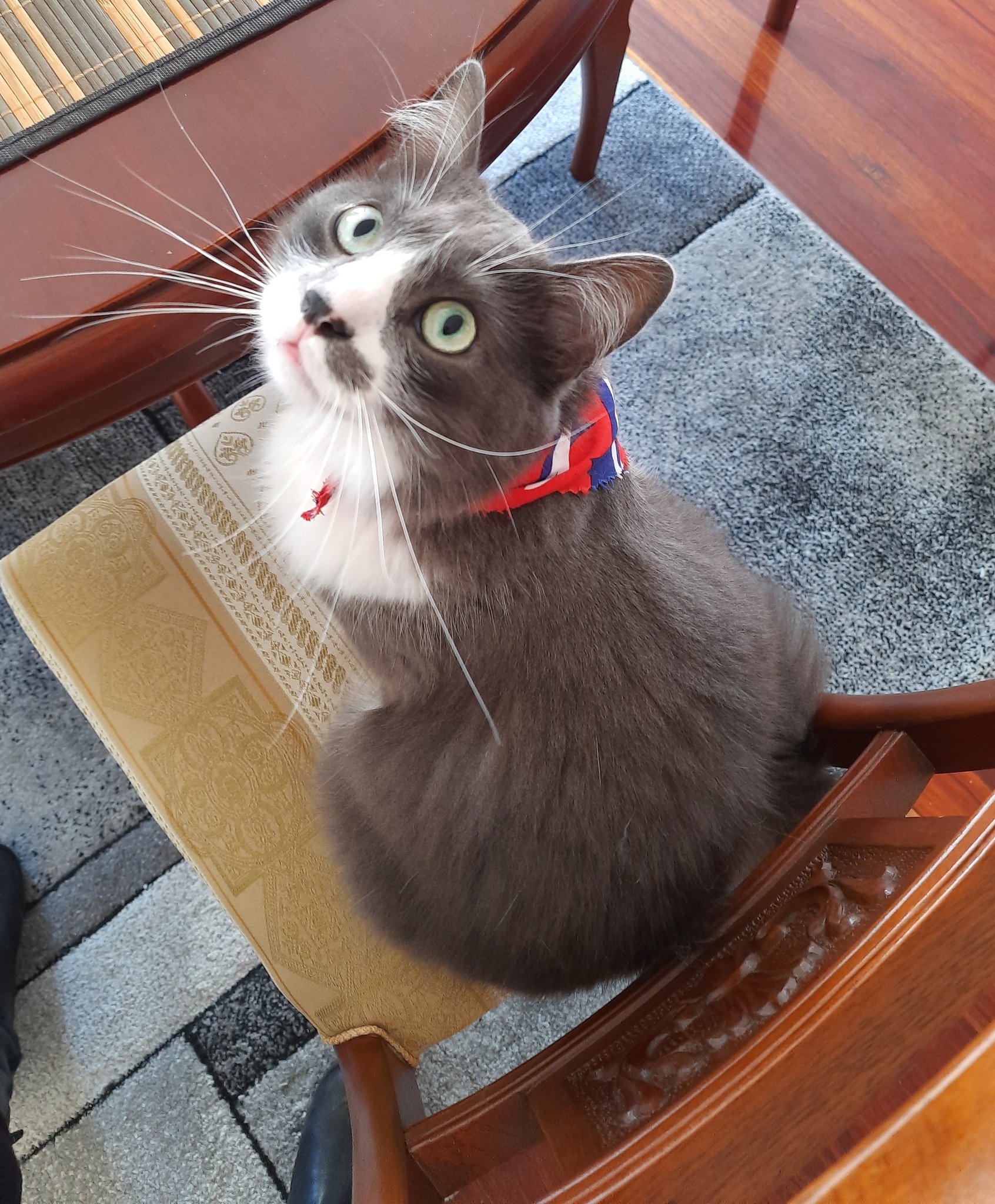 Tondelaya Della Ventimiglia Auf Twitter Como Es Que Hay Personas Que Se Ponen A Comprar Gaticos Cuando Estas Preciosuras Estan Por Todas Partes Listas Para Ser Adoptadas Marshallthecat Https T Co Uvraahonaf