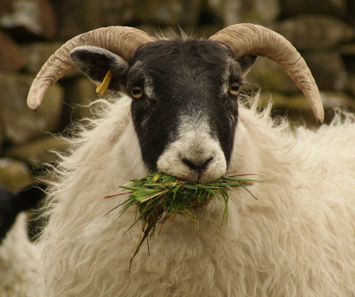 ForWaders's tweet photo. "Test, Don’t Guess!” - an interesting new podcast with @philip_skuce of @MoredunComms discussing integrated parasite control of livestock in order to find a balance for waders &amp; soil health - hear it on Thurs@6pm as part of our FB Webinar https://t.co/cAL8eRLgAJ @LockettRichard https://t.co/LC44uJYW0i