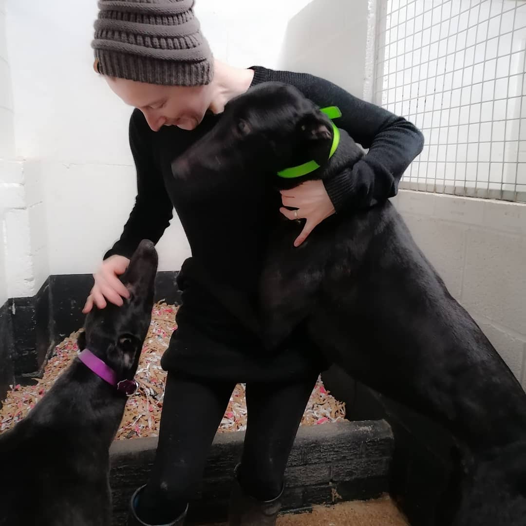adachikennels's tweet image. Fun and games with Adachi Snoopdogg &amp;amp; Slippery Star today 💜💚
#loveourhounds #racinggreyhounds #happyandcontent #adachikennels