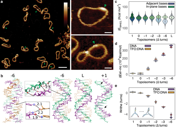 Base-pair resolution analysis of the effect of supercoiling on DNA flexibility and major groove recognition by triplex-forming oligonucleotides

<a href="/alicepyne/">Alice Pyne is on 🦋</a> <a href="/msesheffield/">Materials at TUoS</a> <a href="/ANoyLab/">Agnes Noy</a> @PhysicsatYork

go.nature.com/3rTwk8Y
