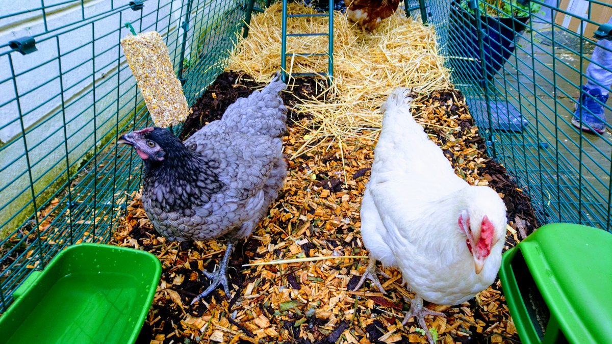 Fancy keeping chickens? 
We're selling our coop and run. They are very joyful creatures and the eggs are amazing. 
ebay.us/Kdklh3?cmpnId=…