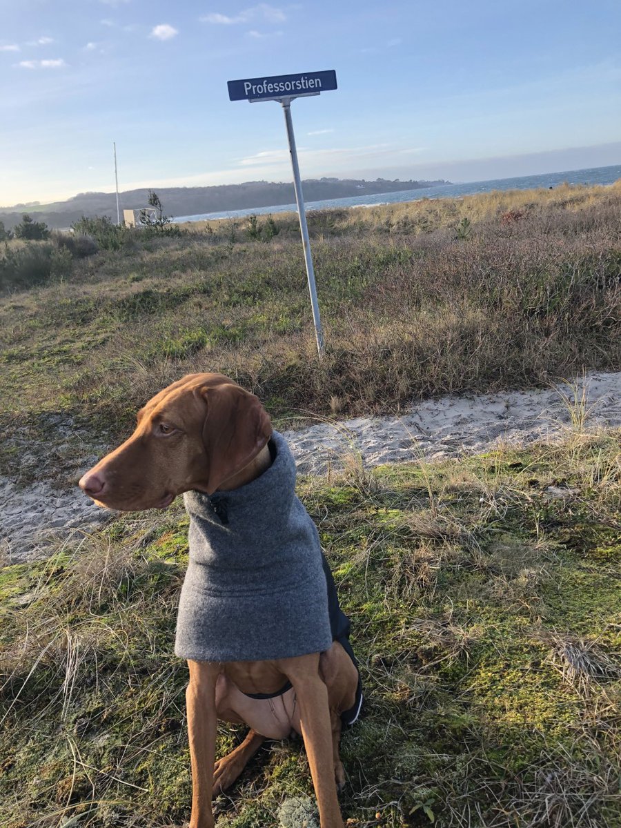 Jobnyt: Fra 1.4. er jeg ansat i Psykiatrisk Center Glostrup og klinisk professor i psykiatri med fokus på sygepleje og sundhedsfremme. Kun min mor (mangeårig psykiatrisk sygeplejerske) glæder sig mere og er mere stolt end jeg selv er det. Vores hund knap så imponeret.