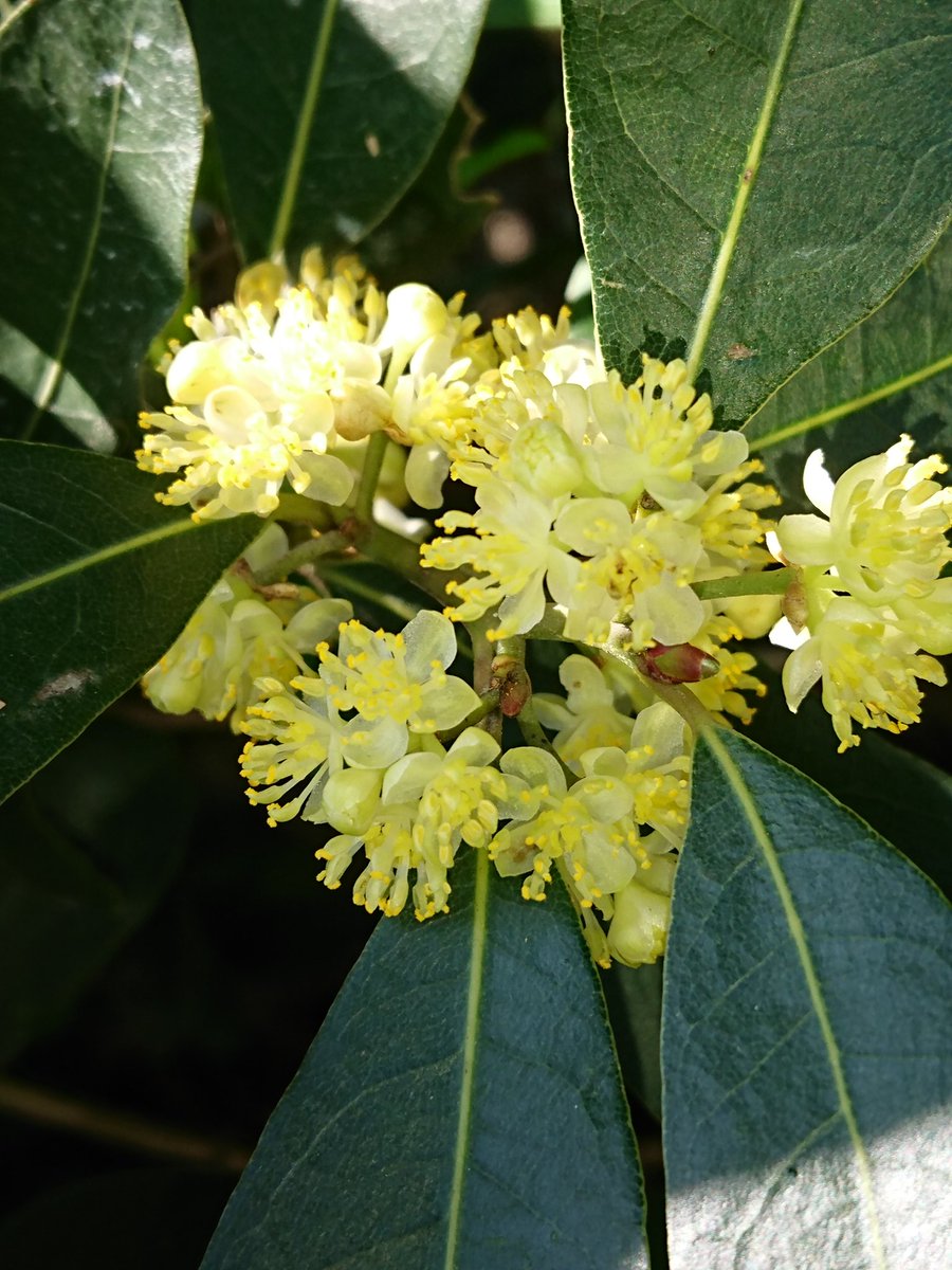 あゆみ これがホントの月桂樹 ローリエ の花です