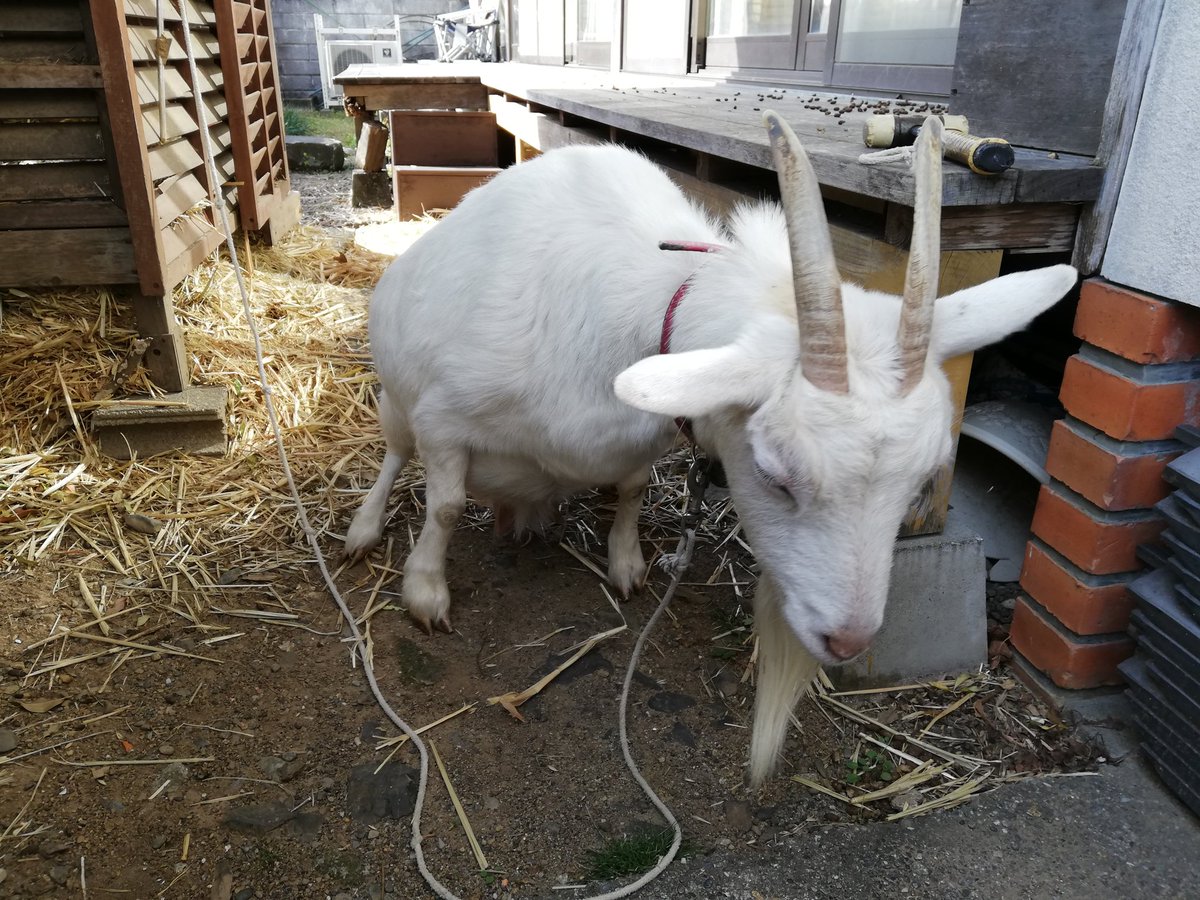 ヤギの人 マスク これは豆知識なんですが 鹿などと違ってヤギの角 には血管が通っています なので触ると根元の方がほんのりと温かいです 多くのヤギは角を触られるのを嫌がりますが もし運良く触らせてくれるヤギに出会えたら そーっと優しく触れて ヤギの人 マスク これは豆知識なんですが 鹿などと違ってヤギの角 には血管が通っています なので触ると根元の方がほんのりと温かいです 多くのヤギは角を触られるのを嫌がりますが もし運良く触らせてくれるヤギに出会えたら そーっと優しく触れて