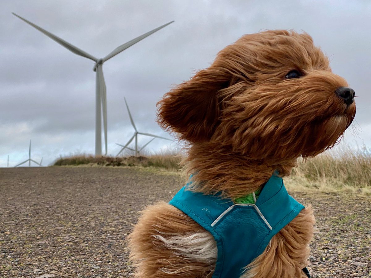 To win a hamper full of dog treats, take your dog a walk locally and share your image with us! #carbonfootprint  

Enter: 👇
-take your image 🦮
‍-add a short caption 💚
-tag us <a href="/ScottishPower/">ScottishPower</a>
-use #walkyourdog 
-post on your profile

T&amp;Cs➡bit.ly/walkyourdogtow…