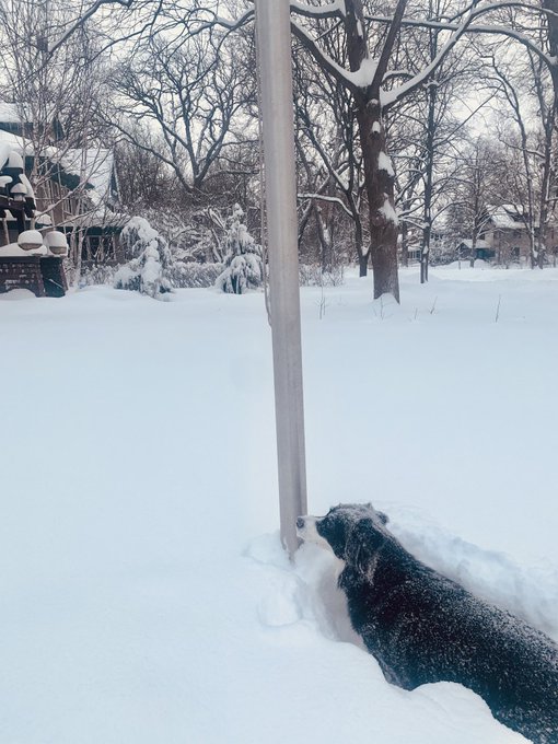 That time when your #BorderCollies dog lips get frozen to the #flagpole https://t.co/UMhFaJsUtm