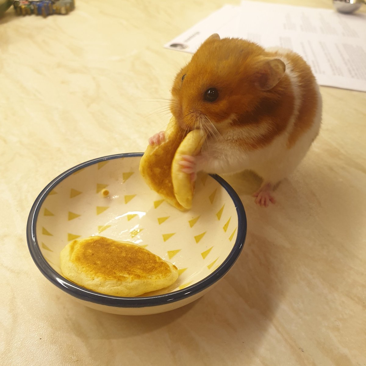 Wishing everyone a Happy (tiny) Pancake Day!

🐹🥞

#PancakeDay2021 
#PancakeDay 
#YesWeMadeTinyPancakesForOurHamster