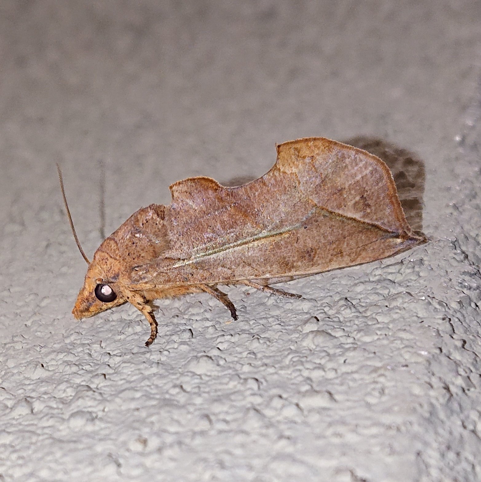 モロコ アカエグリバ 前翅の模様や色合いが枯れ葉に非常によく似ている蛾の一種 頭部先端は尖っている 灯火や建物の壁でよく見かける 野外ではほとんど見たことがないが 擬態がうますぎて見つけられていないだけな気もする 成虫越冬する 昆虫 鱗翅