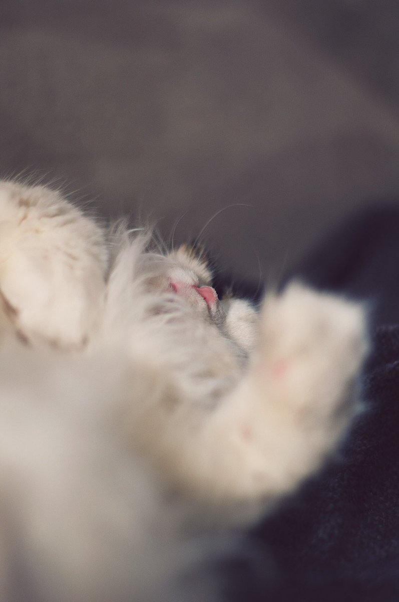 ClausCucumber's tweet photo. Just a hard work week

#cats #CatsOfTwitter #catlovers #catsmatter https://t.co/I0JTIVdMJ6