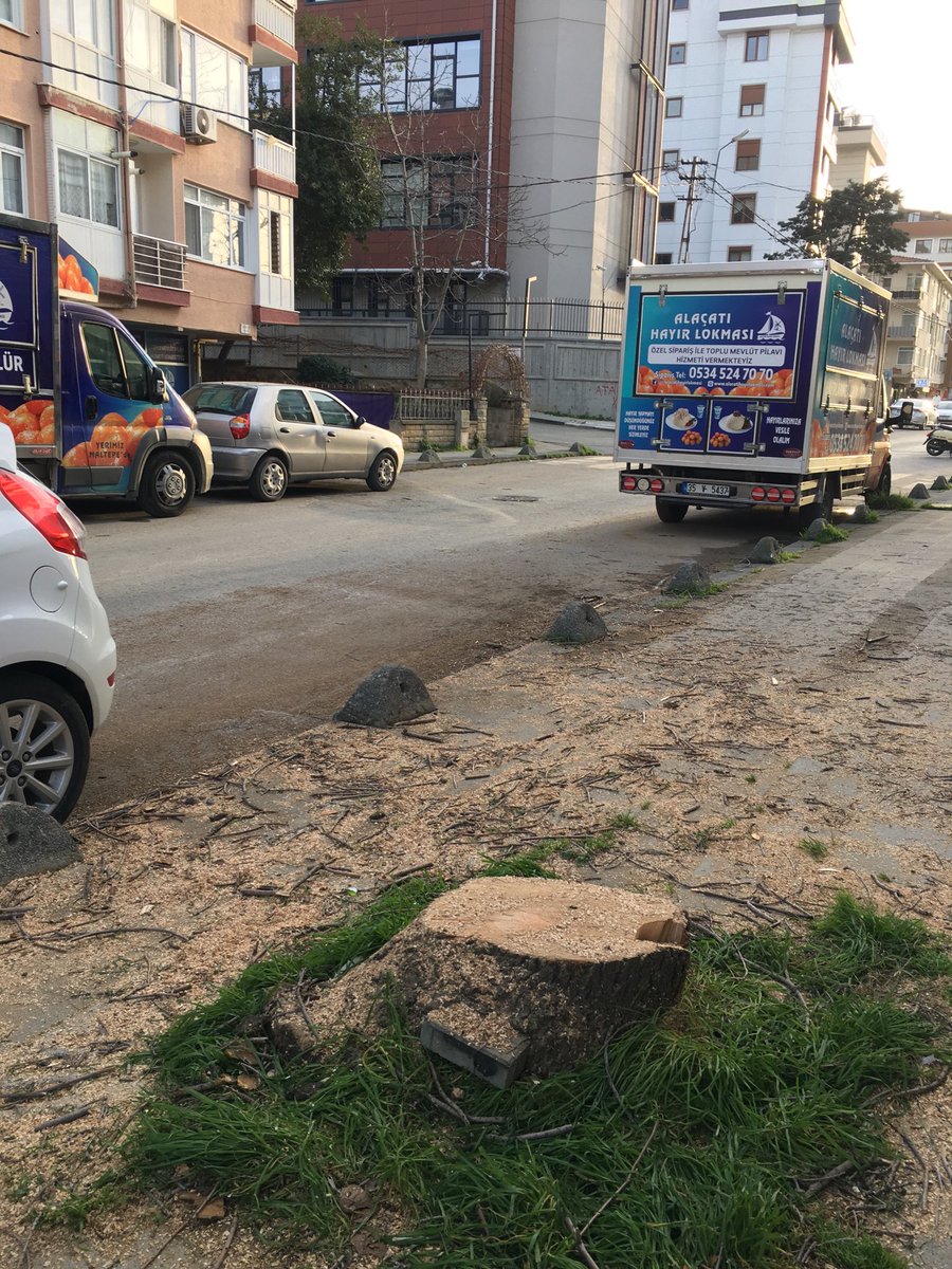 Feyzullah mahallesi, Şehit Hikmet Alp caddesindeki bu ağaç, bilginiz dahilinde mi kesildi? Öyle ise, sebebi neydi? <a href="/MaltepeBelTr/">Maltepe Belediyesi</a>