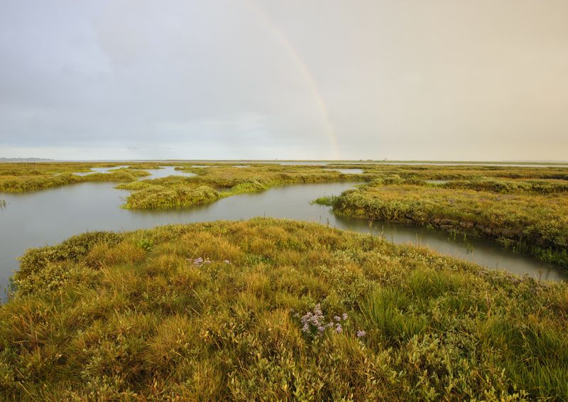 Did you know that #saltmarsh can help us address climate change because it acts as huge carbon sinks! In fact, saltmarsh is one of the most effective carbon storing habitats in the UK 💙

Terry Whittaker/2020VISION