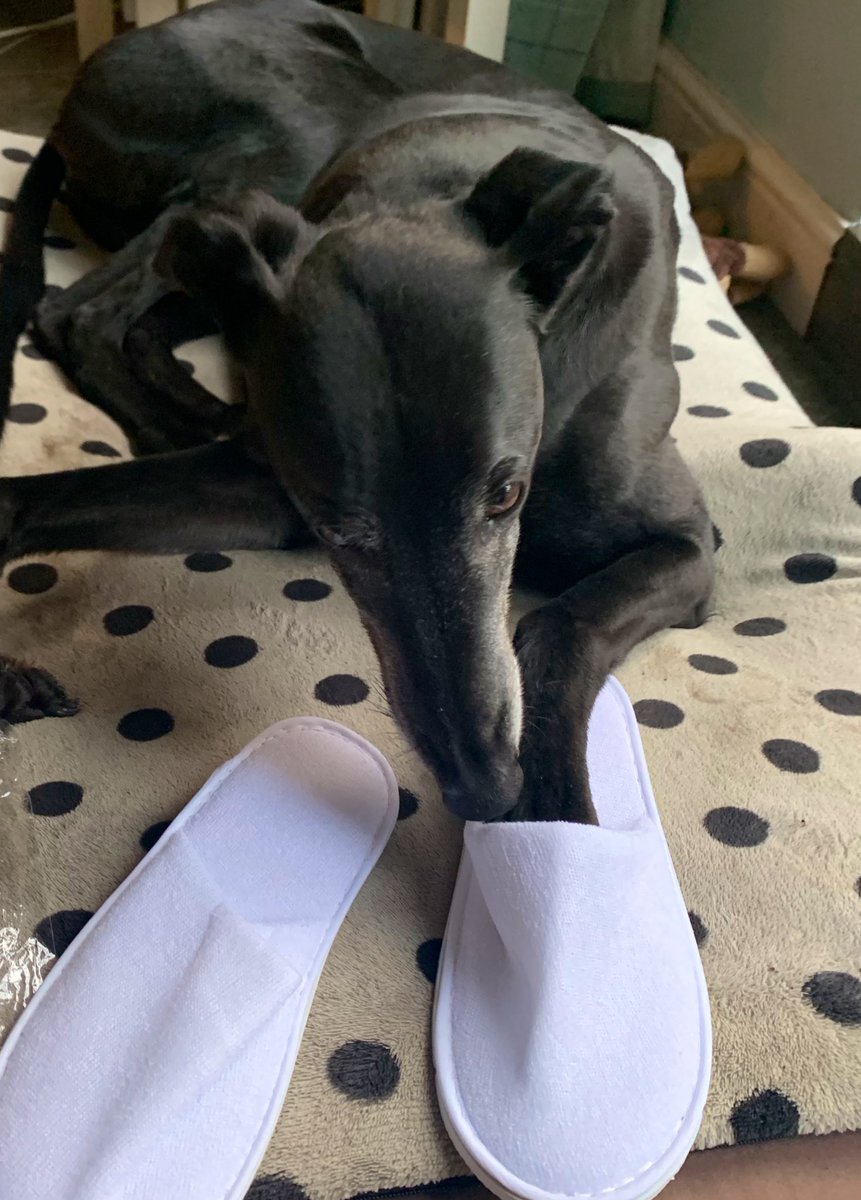 They hacked at my claws,And they made me cryAnd they scrubbed my teefs,And I don’t know whyWhine, then, wherever you may be,I am the Hound of the Whine, said she,And I'll whine at you, wherever you may be,And I'll whine at you all the time, said she.