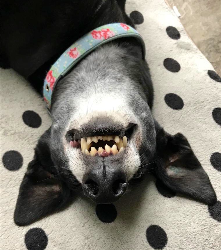 And I’ll whinge and whine,Wherever food may beI am the Hound of the Whine said she.They washed my bedAnd they cleaned my fleece;I am a houndThat likes a bit of peace;I'll lick my thighsAnd I’ll drink your teaI am the HoundOf the Whine, said she.