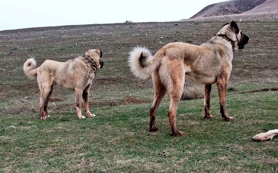 La función del mastín es adelantarse a ese momento. Antes de que el despiste suceda de forma inevitable, los perros habrán ahuyentado al lobo de la zona haciéndole desistir de comerse al ganado. La valentía y los "vientos" del mastín determinarán el éxito de la operación.