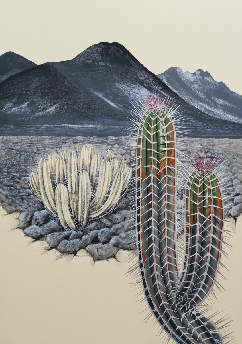 Illustrations I have just completed of two cactoid euphorbias, growing wild in the Canary Islands.