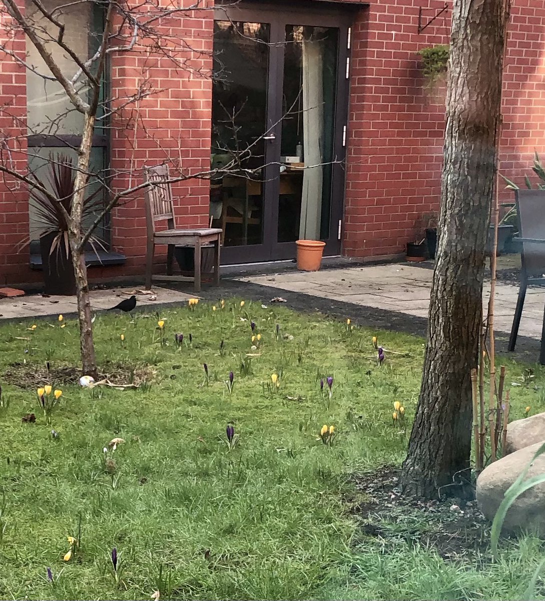 After months of putting feed out and improving the garden as a habitat for birds we finally have a pair of nesting Blackbirds ❤️ Mr BB pictured enjoying the crocuses in his new sheltered, peaceful home 🏡 we can’t wait till they start singing for our patients in Spring 🎶
