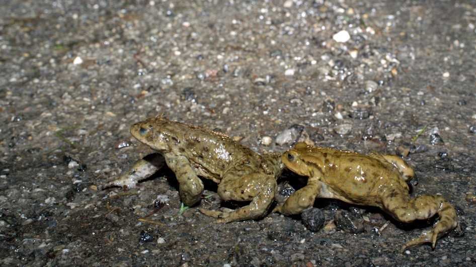 AntonRauch's tweet image. Es gibt wieder tragende Rollen beim @bundnaturschutz. Die Kreisgruppe #München sucht amphibienaffine Menschen, die mal wieder rauskommen wollen. #Eimer sind geboten, man muss keine #Kröte schlucken, aber sie tragen oder gleich Zäune bauen. Info unter bn-muenchen.de