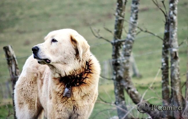 Mucha gente se deshace en halagos hacia la inteligencia del lobo y al mismo tiempo cree de forma inocente que la mera presencia del mastín impone una especie de respeto moral al depredador que le hace darse la vuelta. Solo el temor a sufrir un daño físico le hará retroceder.