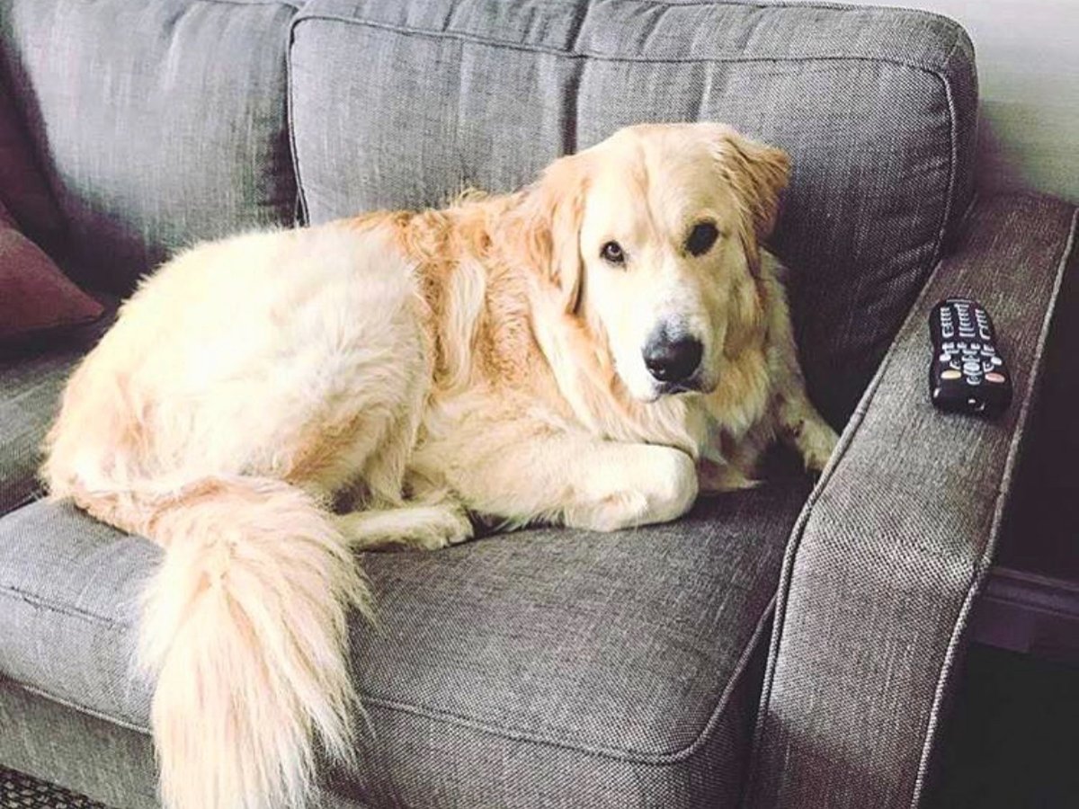 Are you a proud 🐶owner? <a href="/VisitRichmondBC/">Visit Richmond, BC</a> wants you to share your doggie photographs captured here in Richmond - and when you share you'll get a chance to win a prize for sharing your #RichmondPawsitivity

bit.ly/3alMD8O 
📷 IG/Westley_the_golden_pyrenees