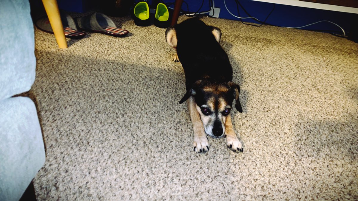 GregRokisky's tweet photo. @rachelesterline @sayitagainjen @jessicatramonta @CMPRSA @AliciaP_13 @Camara_Lewis @HelenKorneffel @lisabiering πΆ #PetsOfPRSA pic of fiona and fitz from the @DispoHQ app i mentioned! https://t.co/ErWCL3GZvk