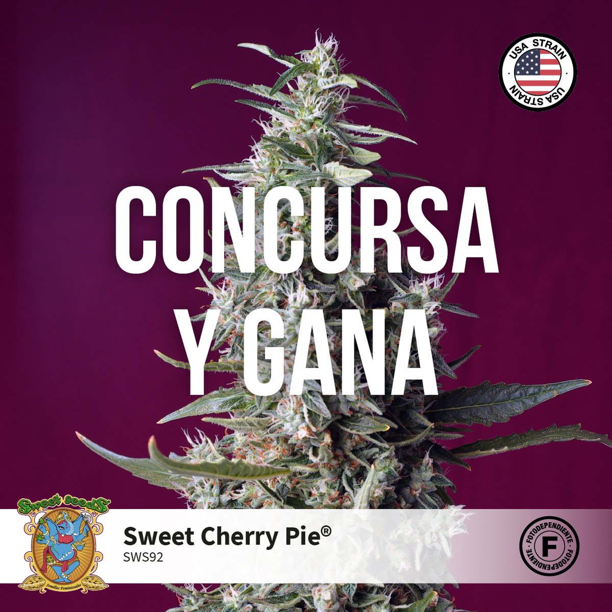 💥CONCURSO 𝐒𝐰𝐞𝐞𝐭 𝐂𝐡𝐞𝐫𝐫𝐲 𝐏𝐢𝐞® (𝐒𝗪𝐒𝟗𝟐)💥⁣⁣

PARTICIPA CONTESTANDO EN ESTE TWEET responde, menciona y gana!
👉Mira aquí como participar: sweetseeds.es/es/concurso-20…
👉 How to participate: sweetseeds.es/en/concurso-20…
PREMIO: 1 Pack de Semillas de 5+2 DE SWEET CHERRY PIE®