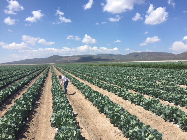 _PerfectProduce's tweet photo. We work hard to provide Perfect Produce everyday. #SunFed #PerfectProduce #beautifulview https://t.co/qe69tFcObb