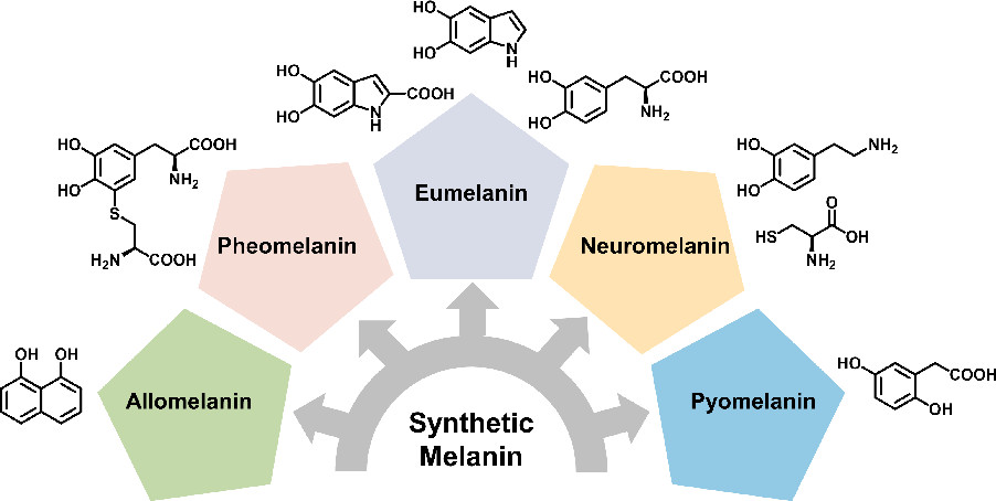 Melanin is found in all life on Earth. In this Perspective, the role of chemical synthesis is described, unraveling the structure and function of this ubiquitous yet enigmatic biomaterial @wei19425955 <a href="/xuhao_zhou/">Xuhao Zhou</a> <a href="/mdshawkey/">Matthew Shawkey</a> @arthijayaraman <a href="/DimitriDeheyn/">Dimitri D Deheyn</a> acspubs.co/5Nmh50DBGs8