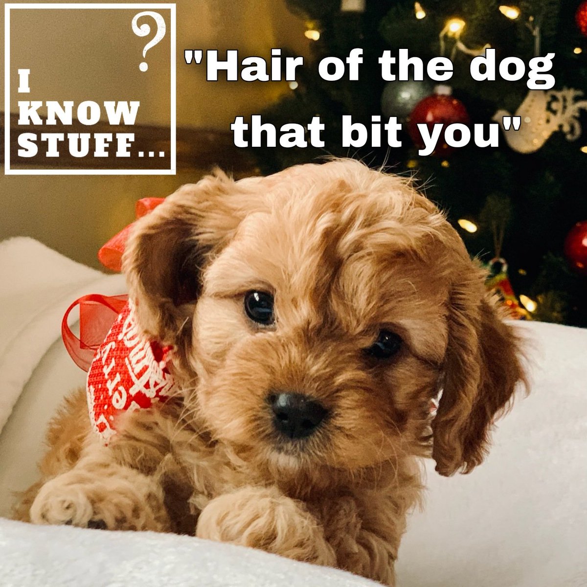 IKNOWSTUFF10's tweet image. #knowledge #iknowstuff #commonsayings #dogsoftwitter #dogsofinstagram #