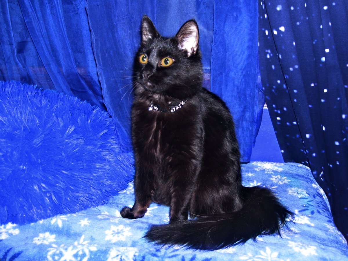 BobKatLittleCub's tweet photo. ~Luna Lynx LittleCub~ Posing regally...
🖤🖤🖤🖤🖤🖤🖤🖤🖤🖤🖤🖤🖤🖤🖤🖤🖤🖤🖤🖤
Please Retweet! #Cats #CatsOfTwitter #CatsOfIntstagram [the.littlecub.cats] #LittleCubCats #CalicoCrew #Mewsday https://t.co/E4cHJnz9r5