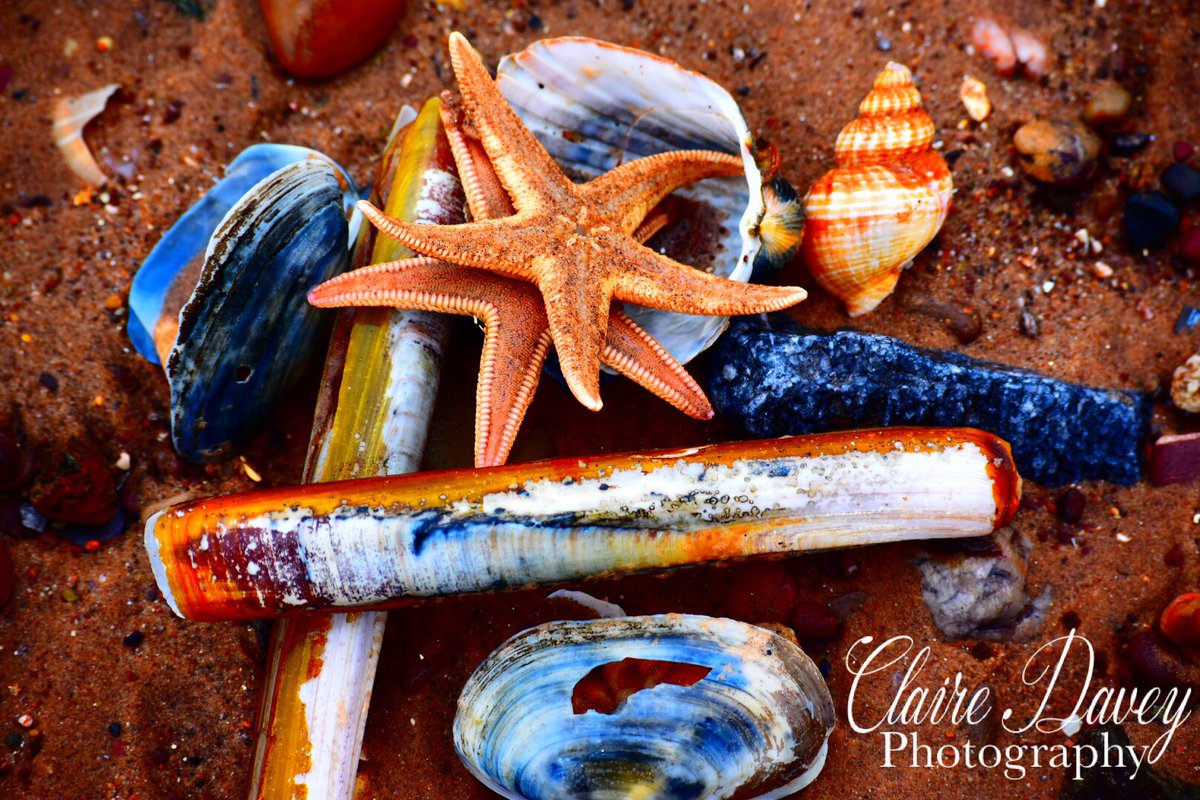 devonflossy's tweet photo. Lovely walk along the beach for some fresh air, lots of washed up starfish! #lovewherewelive #lockdown #walkalongthebeach https://t.co/KNfiJqeYiQ