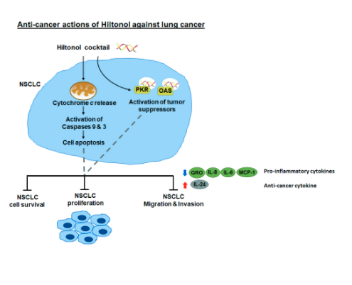 Some more exciting data on #polyiclc mechanism of action. Many thanks to the research team! #hiltonol #lungcancer
mdpi.com/1422-0067/22/4…