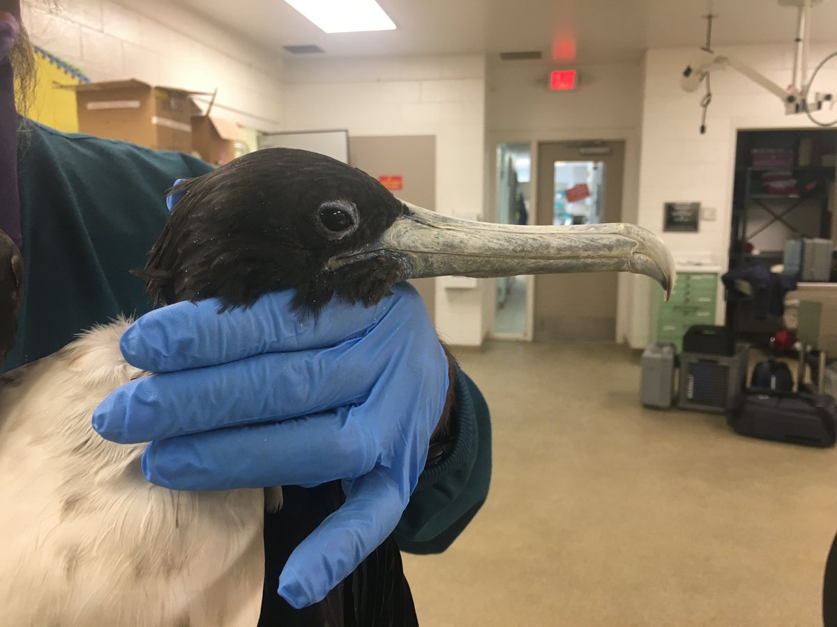 elpasozoo's tweet photo. This Magnificent Frigate got lost in the winter weather &amp; ended up in El Paso 🥺 large storms like this often leave birds like her in need of some extra care. Found by a Good Samaritan &amp; transferred over to us by Stick House Sanctuary, this girl will be getting just that! https://t.co/I1Ya8czU0G