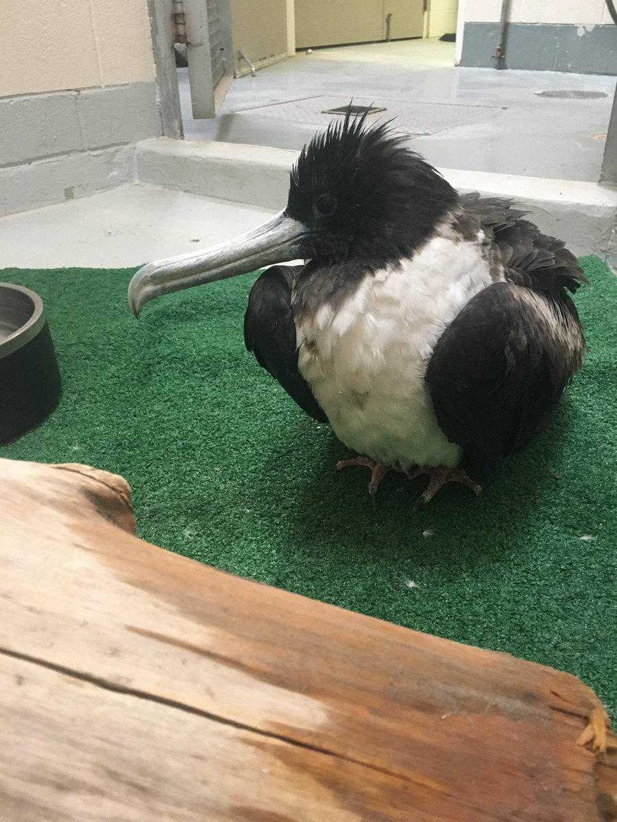 elpasozoo's tweet photo. This Magnificent Frigate got lost in the winter weather &amp; ended up in El Paso 🥺 large storms like this often leave birds like her in need of some extra care. Found by a Good Samaritan &amp; transferred over to us by Stick House Sanctuary, this girl will be getting just that! https://t.co/I1Ya8czU0G