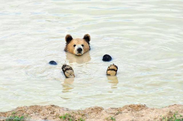 no tweet just bear in river