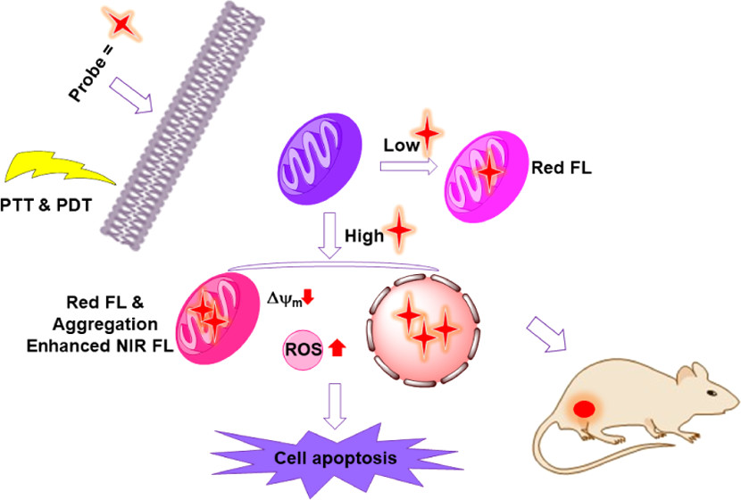 nanotrac's tweet photo. [ASAP] Multifunction in One Molecule: Mitochondrial Imaging and Photothermal &amp; Photodynamic Cytotoxicity of Fast-Response Near-Infrared Fluorescent Probes with Ag... https://t.co/B83YcGtktL Via @ACS_AMI #ACSAppliedMaterialsAndInterfaces #InterdisciplinaryCommunity #ScienceJournal https://t.co/y7UcRYytb1